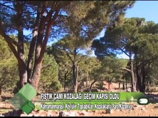 FISTIK ÇAMI KOZALAĞI GEÇİM KAPISI OLDU 04.01.2012