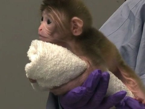 La naissance des premiers singes chimères issus de six génomes différents