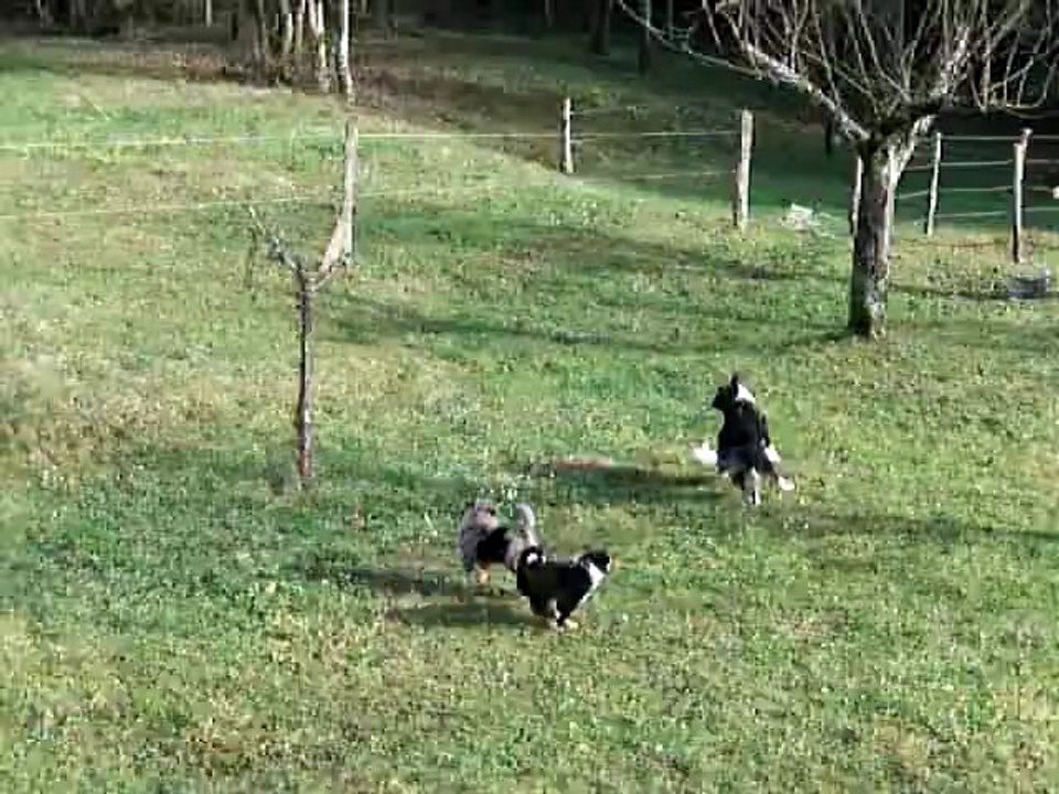les chiots jouent avec leur mère