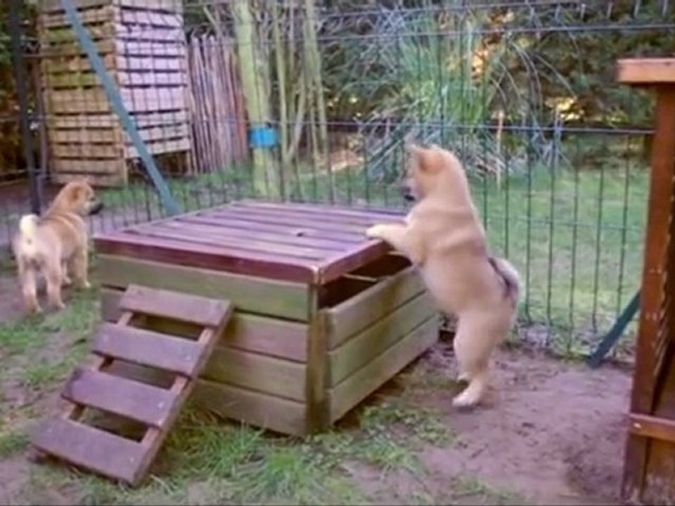 Une journée de chiot - L'épreuve