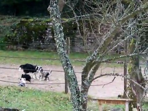 chiots border qui jouent