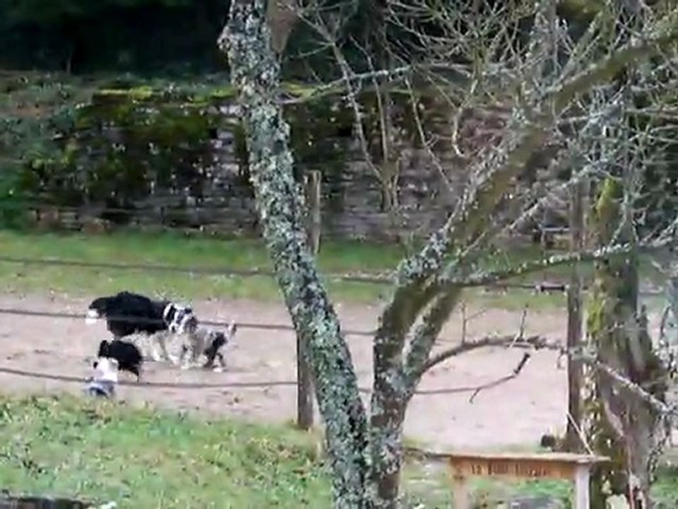 chiots border qui jouent