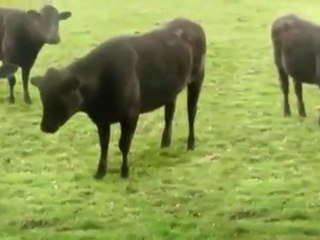 Cow dancing video