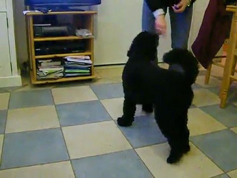 pattes debout tourne et twist