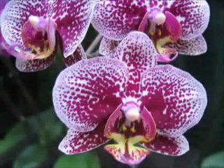 Giannis Ploutarxos - Maria (2011)