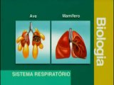 Sistema Respiratorio