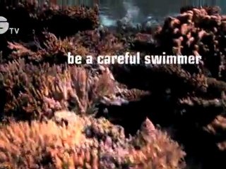 Keeping coral reefs alive