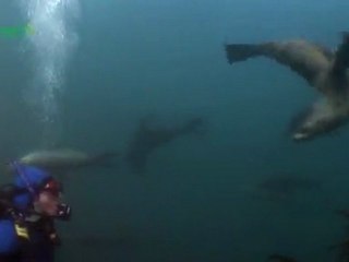 Maria Island Marine Reserve - Ile des Phoques