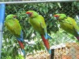 Conservation of the Yungas Forests - Argentina