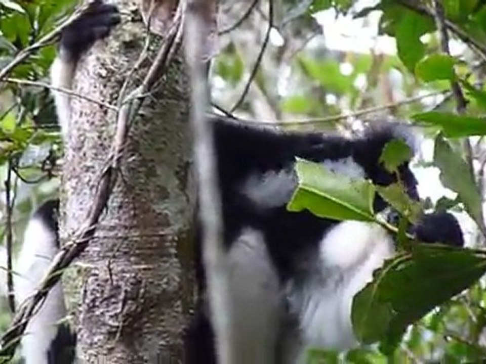 Indri Indri