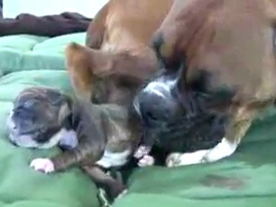 Amazing Puppy Birth
