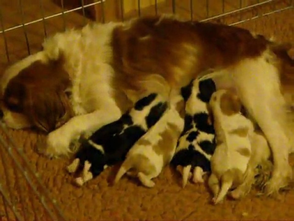 Chiots d'Edelweiss et Barbe à Papa