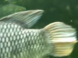 YouTube largest Vlog ephemeral8 aka Avi Rosen ZOO Koln exotic fish