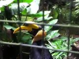 YouTube largest Vlog ephemeral8 aka Avi Rosen ZOO Koln EXOTIC BIRD