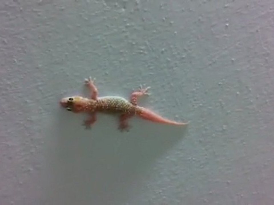 house-lizard   שממית