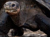 WATCH!! 'Extinct' tortoise discovered on Galápagos [VIDEO REPORT]