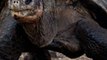 OMG!! 'Extinct' Galapagos Tortoise Reappears [VIDEO REPORT]