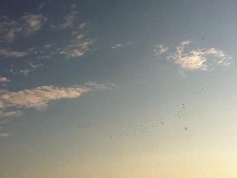 sky of birds and clouds