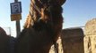Camel waiting for tourists on the Mount of Olives   Jerusalem