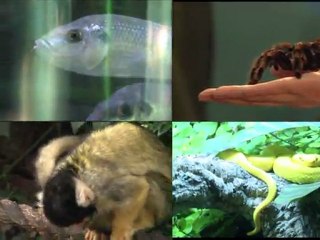 جردة الحساب السنوية في حديقة لندن