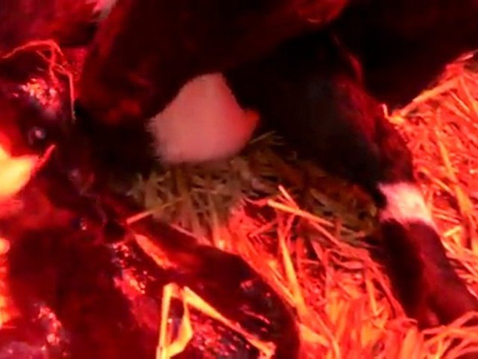 rosalie   naissances chevres SANY0380