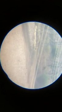 now you see me, now you don't