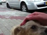 petting and talking to lovely small dog with pink collar