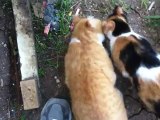 Cats eagerly await the lunch leftovers, most levels howling