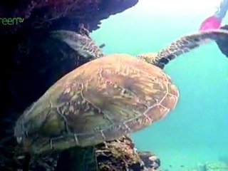 Mon Repos Turtles