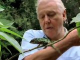 Sir David Attenborough wins Lifetime Achievement Award