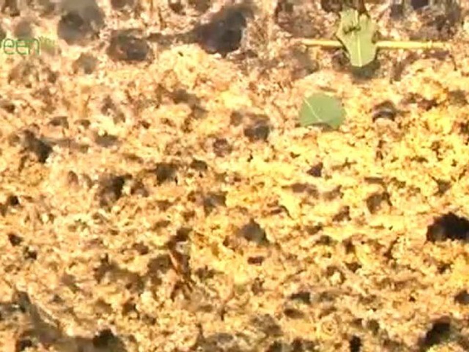 Green Revolution - Biomass