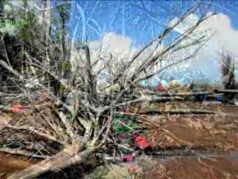 The importance of Mangroves - and our impacts upon them