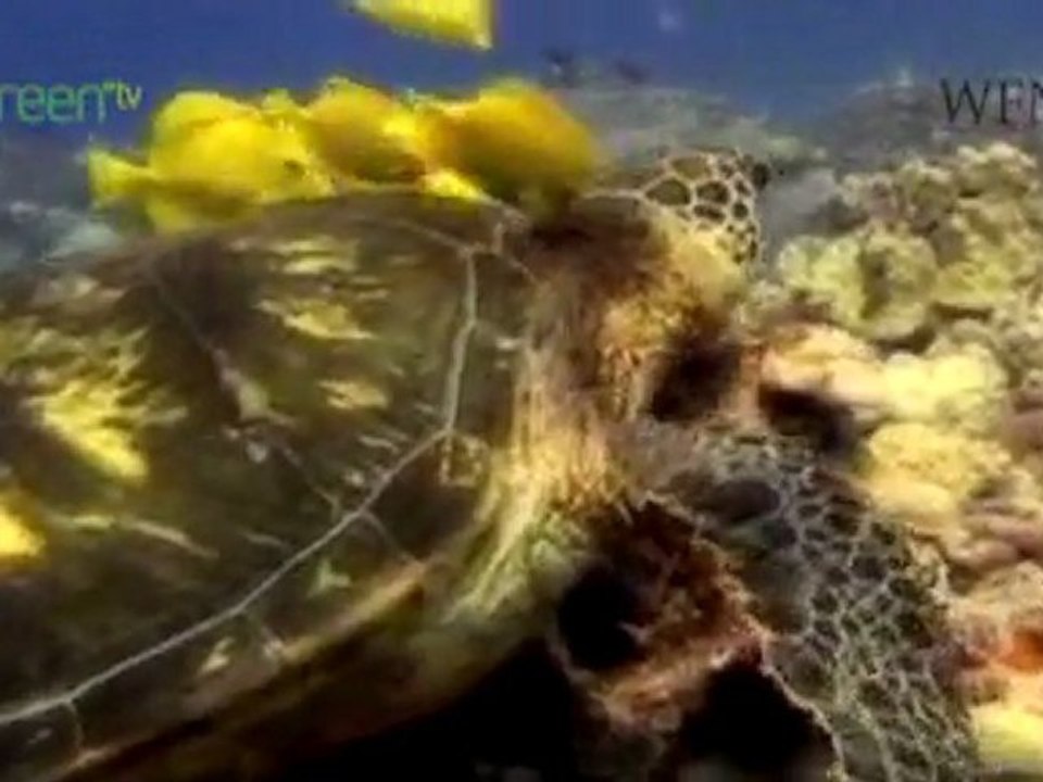 Reducing By-Catch of Sea Turtles - Colombia