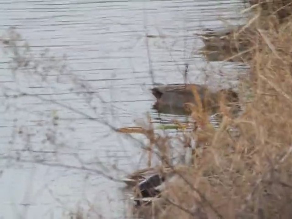un couple de canards chipeaux au bord de l'eau