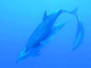 Plongée 26 12 2011_2Mb