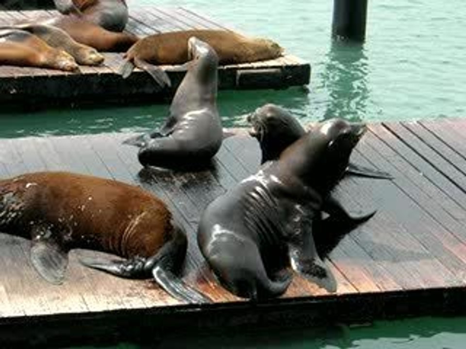 Lions de mer (Pier 39 - San Francisco)