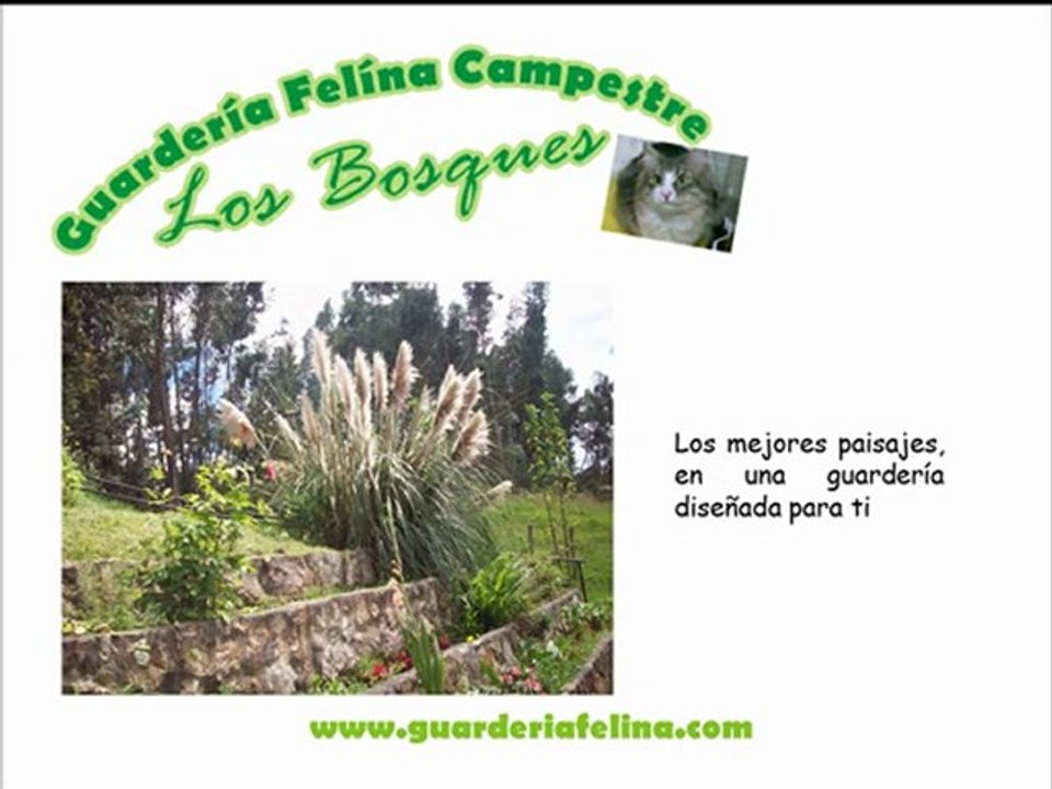 Grandes promociones (Guarderia) (Felina) (Bogota)