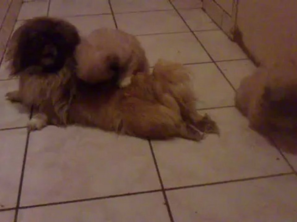Pekinois 8 semaines