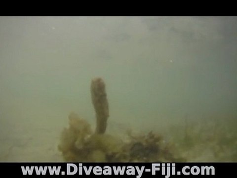Seahorse in seagrass on Coral Coast, Fiji