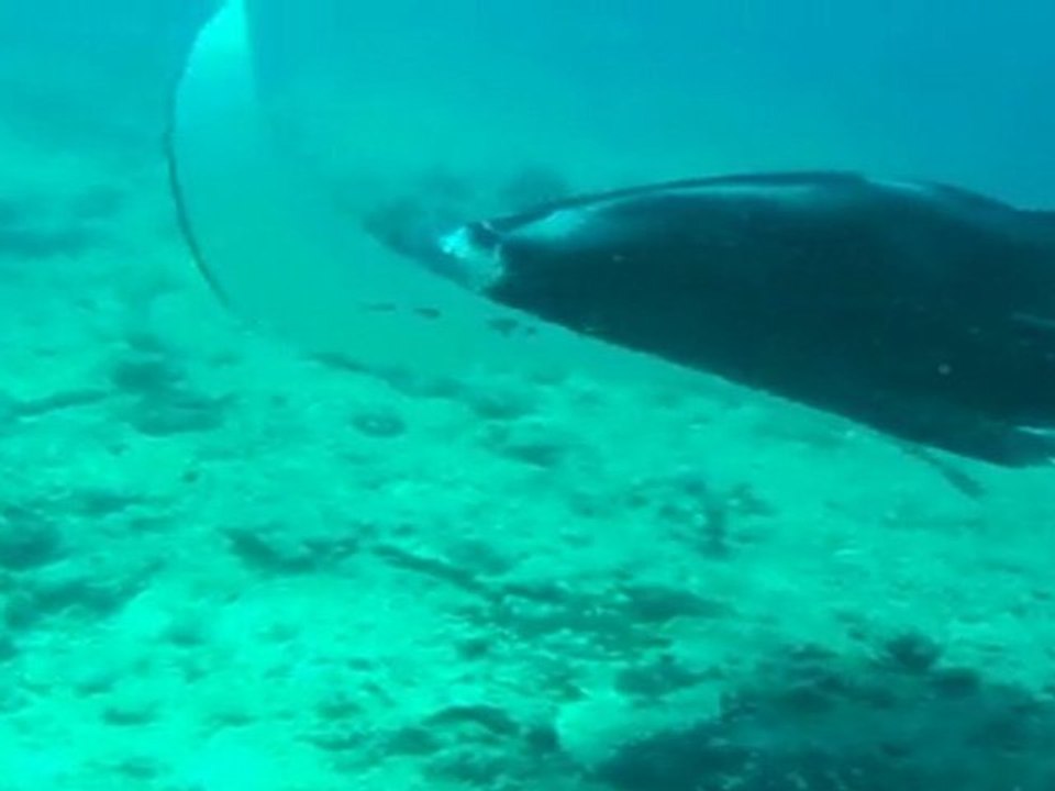Manta_01