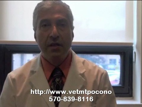 Animal Dental Care in Mt. Pocono – Pet Dental Care