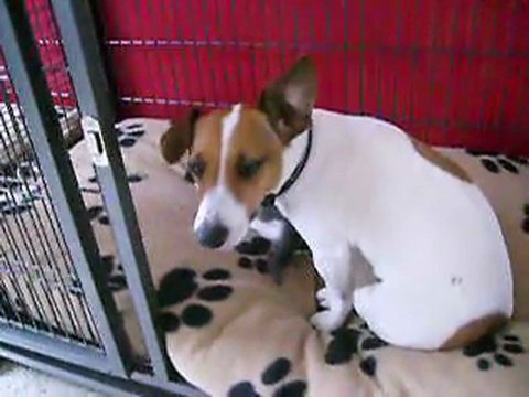 chiens chaton moment tendresse