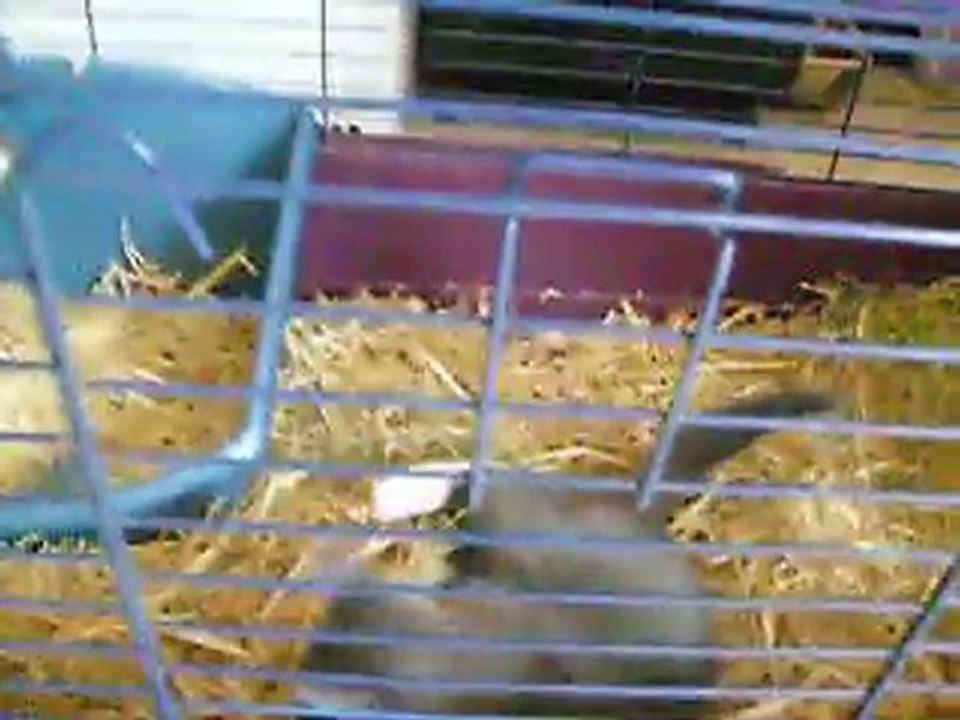 mon lapin c'est transformé en chat