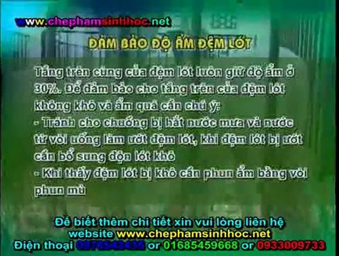 Đệm lót sinh học - đệm lót sinh thái - đệm lót lên men với chế phẩm sinh học balasa trong chăn nuôi lợn, heo 1