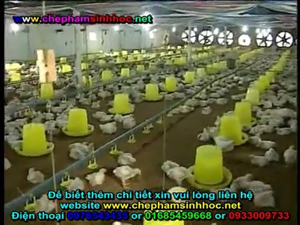 Đệm lót sinh học - đệm lót sinh thái - đệm lót lên men với chế phẩm sinh học balasa chăn nuôi gà 2