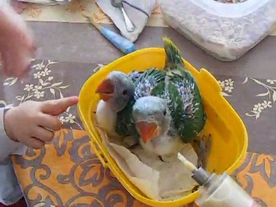 Nourrissage de bébés Grands Alexandre