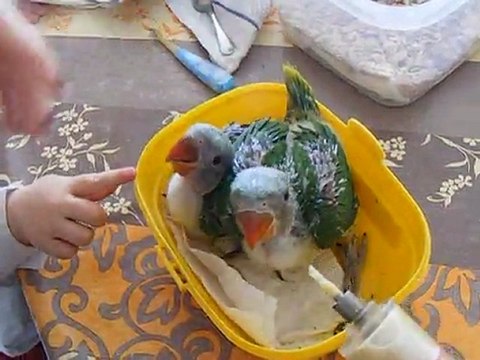 Nourrissage de bébés Grands Alexandre