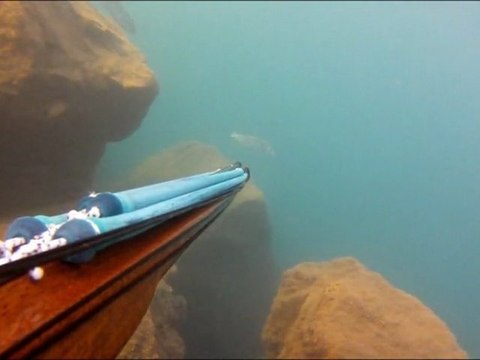 tir d'un loup en chasse sous marine