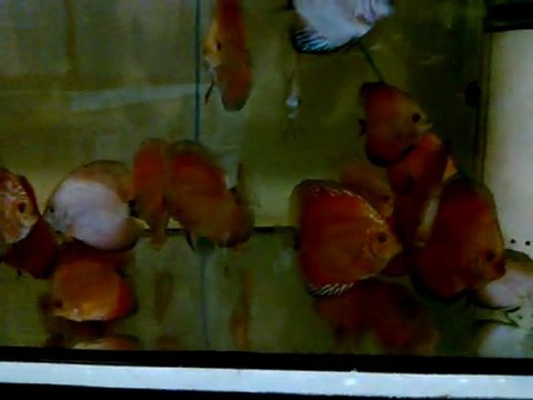 Karaburuk Discus S.Red Melon , Red Marlboro