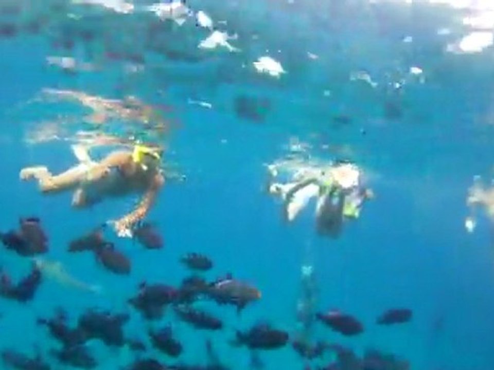 Apnée avec des requins